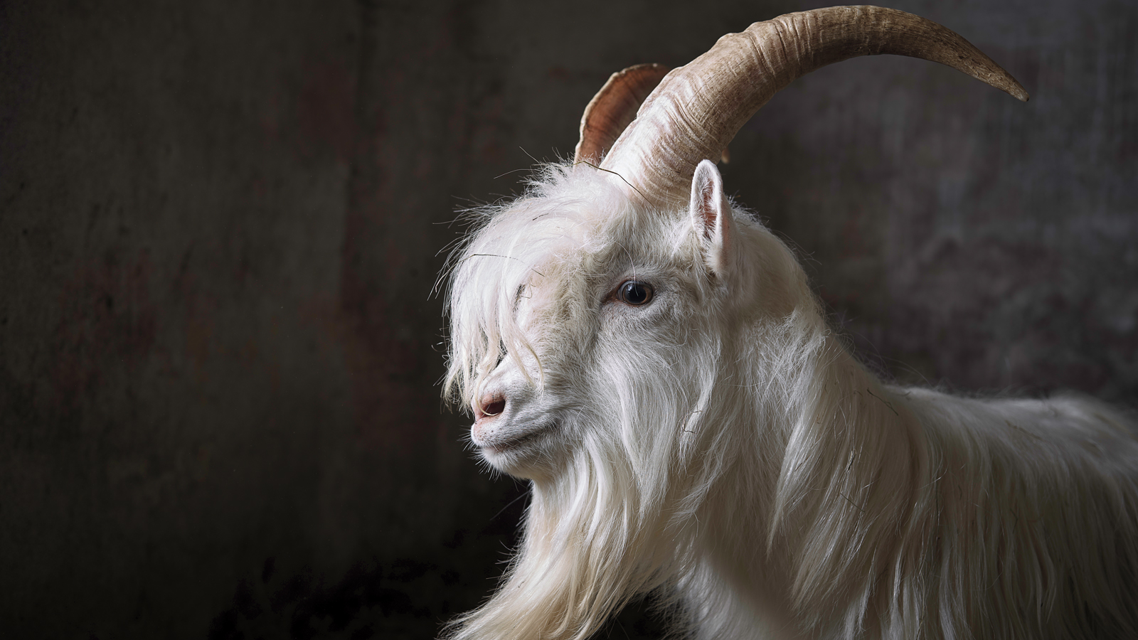 Goat Worship Stunning Photos Of Heavy Metal S Most Iconic Beast Revolver