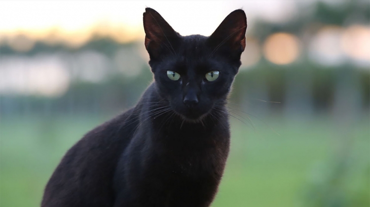 black-cat-by-cuatrok77.jpg