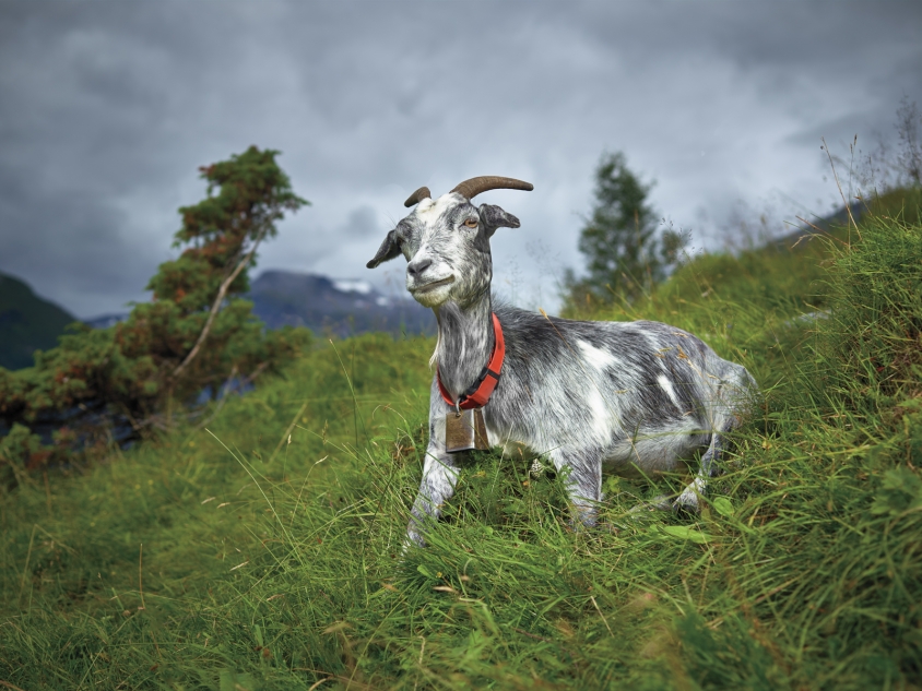 goats_3_Old Goat_Credit_R.J.Kern.jpg, R. J. Kern