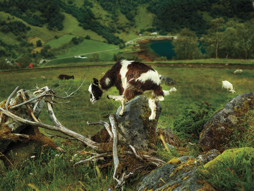 goats_4_Norwegian Pastoral Study I_Credit_R.J.Kern.jpg, R. J. Kern