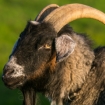 Amon Amarth goat split , George Rose/Getty Images